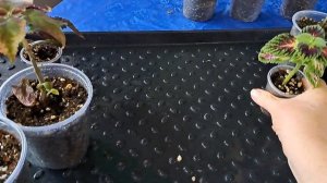 мучнистая роса на колеусах. Обработка фунгицидом. 11 ян