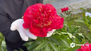 Tango peony. Танго пион. Пулков сад (2025 г.)