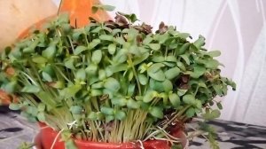 Микрозелень дома круглый год. Легко! Семя льна