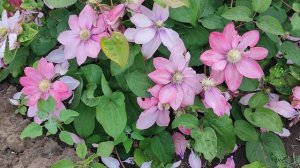 Клематис Литл Мермейд - очаровательный красавец 😍