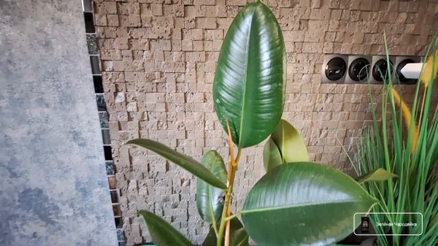 Фикус Робуста сажаю 2 в 1. Ошибки ухода и первый полив. Д