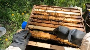 Злые пчелы лучше работают и не роятся. Лютая семейка н?