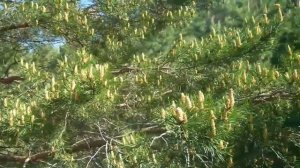 Пыльца сосны или сосновая пыльца. Сбор, время, хранени?