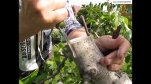 ПРИВИВКА нового сорта В КРОНУ взрослого дерева ЯБЛОНИ