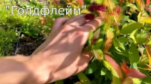 Лучшие сорта спирей - обзор из питомника Место Притяже