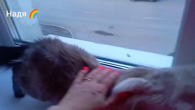 ВЛОГ: Жуткое наводнение в Кургане, наша дача в воде, жд? смотреть онлайн