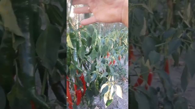 Созрели последние помидоры 14 сентября #помидоры #радо?