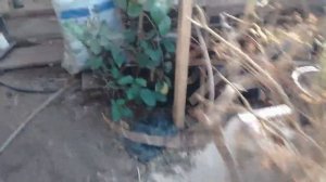 Можно ли укоренить черенки яблони?