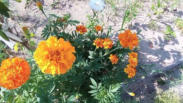 Обалденное варенье из кабачков. С огородом все... Сезон