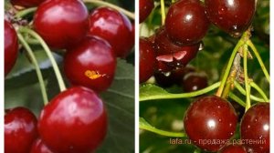 Вишня плодовая Памяти Вавилова-Харитоновская 🌿 обзо?