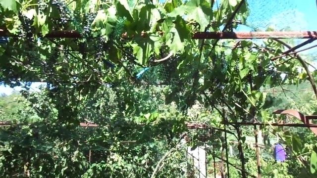 Защита от птиц винного винограда на беседке.