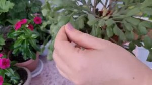 Пересадка и формировка Шлюмбергеры весной