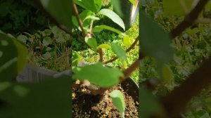 Посадка метельчатой Гортензии Polar Bear/ Полярный медвед?