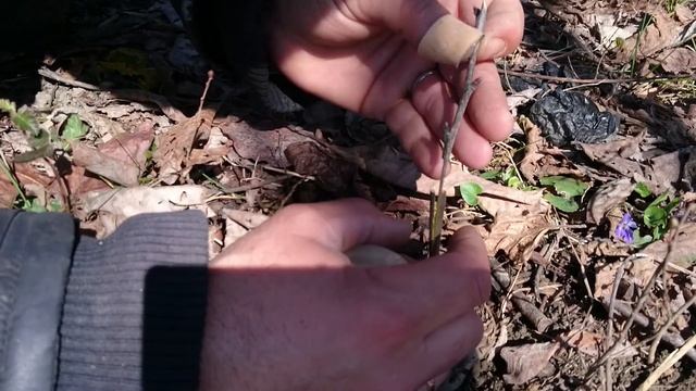 Прививка яблони весной (grafting Apple Trees)