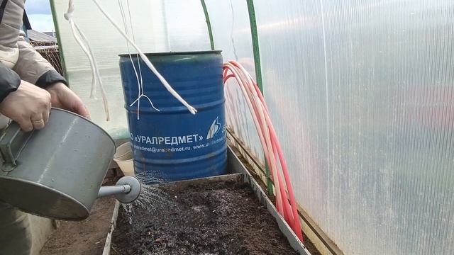 Начала высаживать рассаду,,,