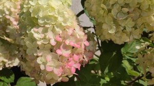 Гортензия Литл лайм Панч ❤️