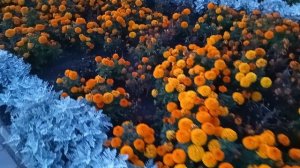 цветочки 09-09-2025