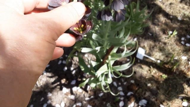 Гейхери , фріттілярії,хости .Продовження. Ексклюзив в ? смотреть онлайн