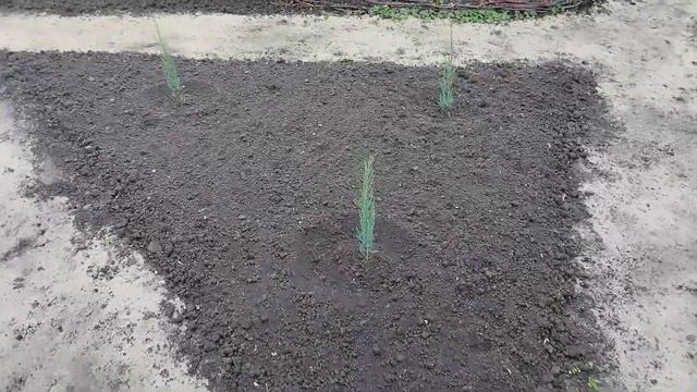 Распаковка и Обзор Новых Растений для Нашего Сада смотреть онлайн