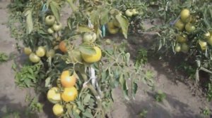 Томат Алёнка f1