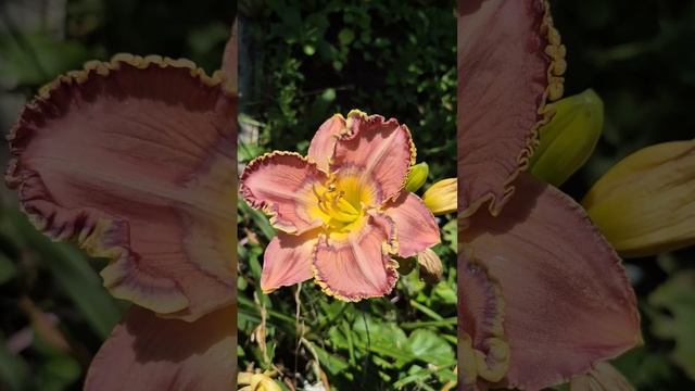 Обзор 💥 Мой Сад 🌺 Сейчас 🌺 #сад #обзор #позитив #крас? смотреть онлайн