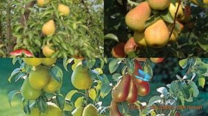 Груша обыкновенная Чижовская - Северянка краснощёкая