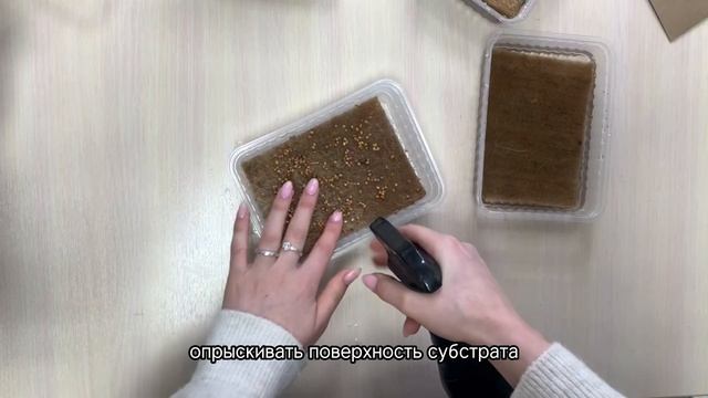 «Набор для выращивания микрозелени 7 урожаев». Видеои? смотреть онлайн