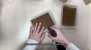 «Набор для выращивания микрозелени 7 урожаев». Видеои?