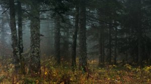 Мистика « ДЕРЖИТЕСЬ ПОДАЛЬШЕ ОТ ТАЙГИ. « Сборник Таёжных Историй