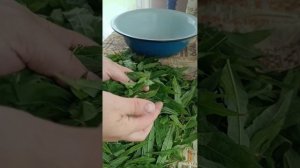 Заготовка Иван-чая. ч.1. Сбор и ферментация