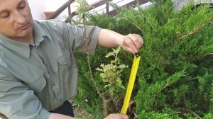 Прививка черноплодной рябины (аронии) на рябину обыкн?