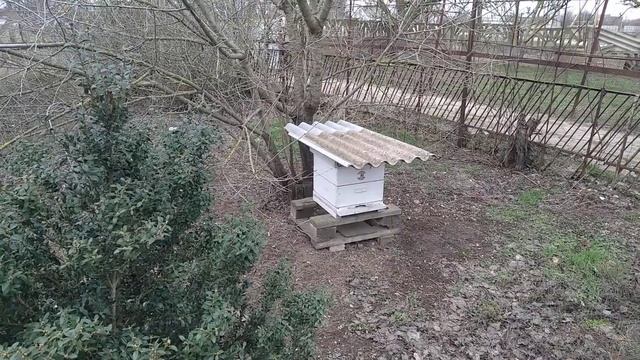 Пусть и не бурный, но все же очень полезный облет пчел ? смотреть онлайн