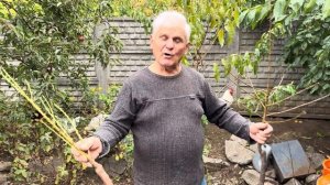 Колоновидные деревья, что нужно о них знать