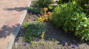 Розы Супер Гранд Аморе и Абе де Вальсент гармоничны в ?