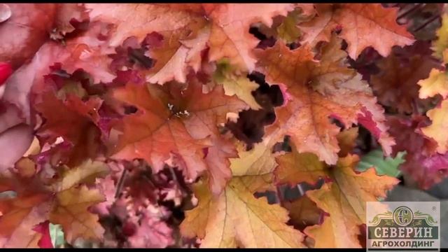 Бирючина: магия зелени и элегантность в вашем саду! смотреть онлайн