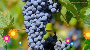 Виноград плодовый плодовый Неретинский. Краткий обзо?