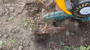 Первая прополка картофеля  мотоблоком. Эффективный сп