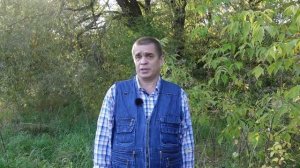 Чем опасен клен ясенелистный (американский), и как с ни