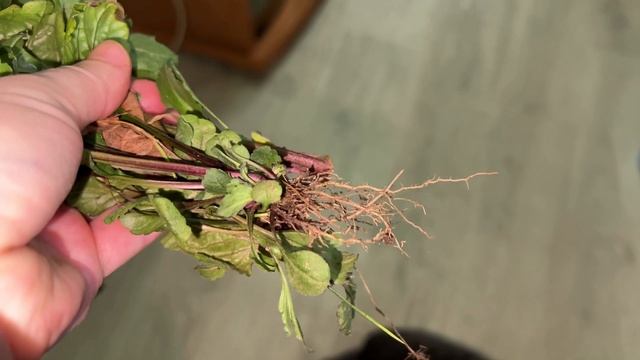 Как вырастить свеклу в горшке на балконе! Вот результа