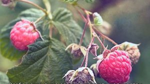 Малина Херитейдж