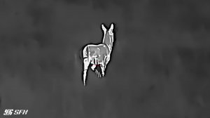 Косуля пряталась в густой траве. Тепловизионный прицел SFH VARG L25 #охота #тепловизор