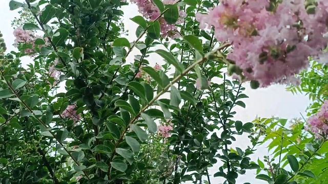 ЮЖНЫЙ САД!ЦВЕТЕНИЕ ЛАГЕРСТРЕМИИ РАЗНЫХ ЦВЕТОВ!🌺🌸🌺? смотреть онлайн