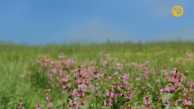 Жизнь пчелы / A Bee's Diary .  документальный фильм , Германия