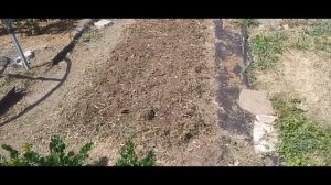 Подготовка грядки для клубники в августе для нового у?