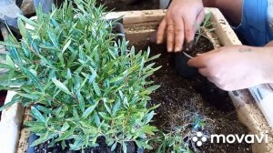 Олеандр из семян пикировка Крым 2025