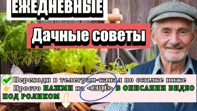 👇 НАЖМИ ЕЩЁ 👇 ЛУЧШИЕ И ПОЛЕЗНЫЕ ДАЧНЫЕ СОВЕТЫ!