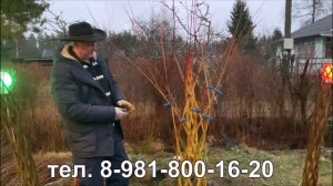 ПАВИВА Мастер класс плетёное дерево из ивы посадка в г