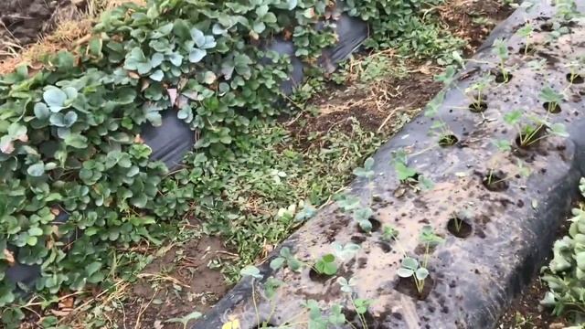 Клубника Королева Елизавета 2. ДЛЯ ЧЕГО НУЖЕН ЭТОТ СОР?