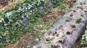 Клубника Королева Елизавета 2. ДЛЯ ЧЕГО НУЖЕН ЭТОТ СОР?