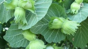 Фундук Шедевр. Украинская селекция. Описание сорта